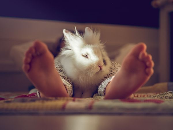 Unrecognizable kid with rabbit on floor