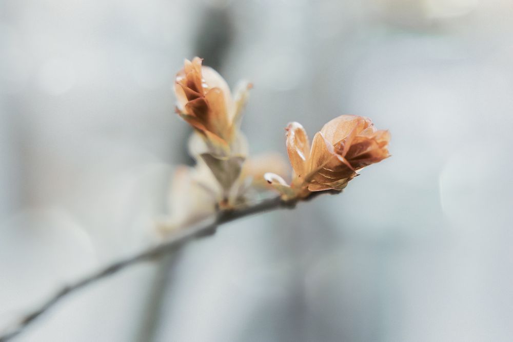 Cluster of leaves at the end of a branch with selective focus
