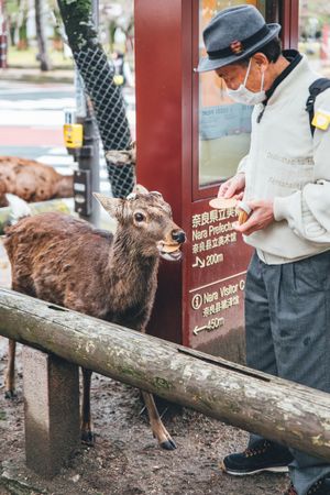 Man feeding deer at the Nara park in Osaka, Japan