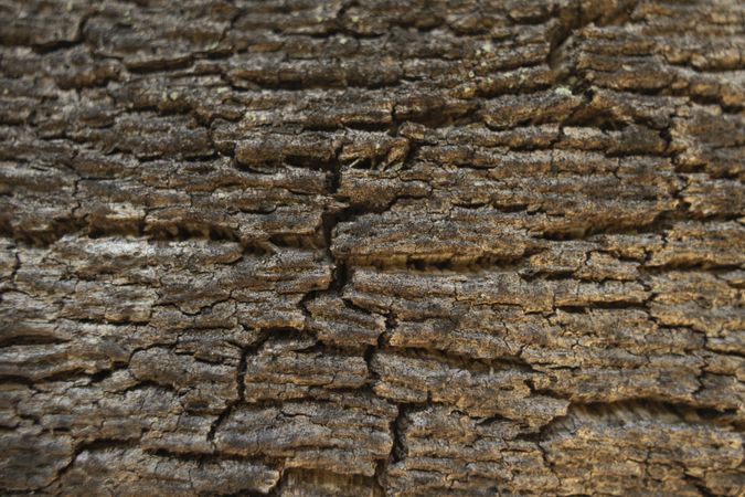 Brown cork oak bark. Wood texture with cracks. Tree trunk