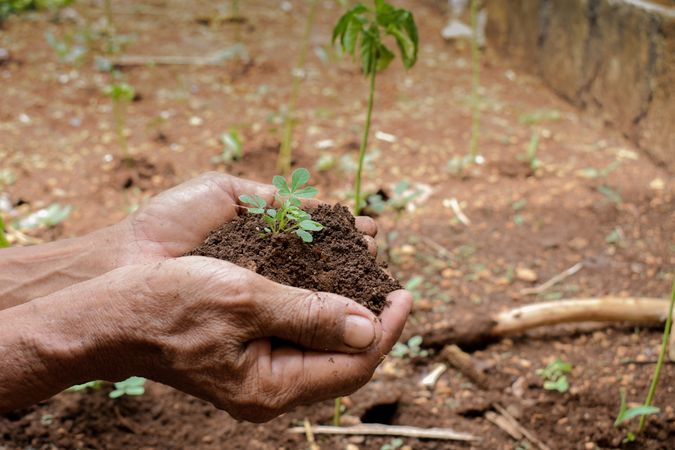 Side view of hands holding soil with young plant