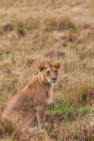 Lioness on yellow grass field