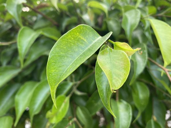 Banyan Tree Leaves