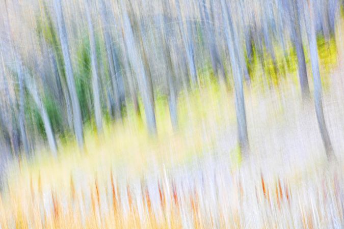 Blurred trees in green forest