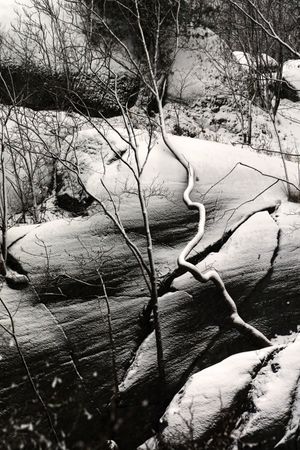 Tall frosted trees beside stone cliff with pine trees