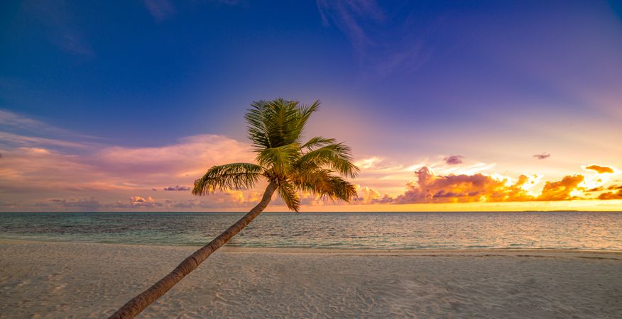Single palm tree on the beach at sunset, wide