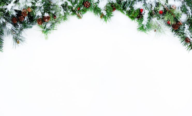 Top Border of Snowy Christmas tree evergreen branches on a blank background