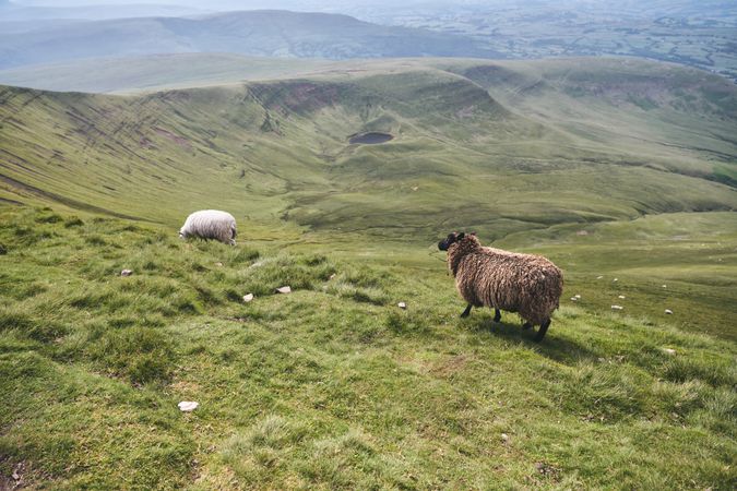 Two sheep stop the Brecon Beacons