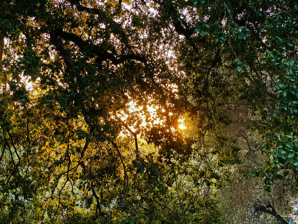 Oak tree branches with sunset