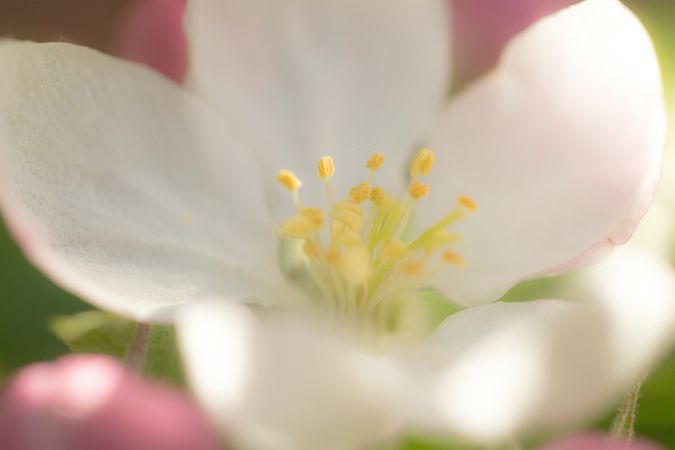Macro Close-up of Apple Blossom Flower