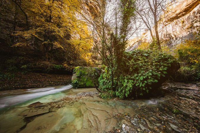 River in the middle of the forest