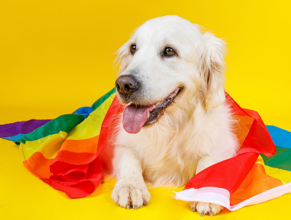dog in glasses covered with LGBT flag