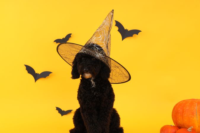 Concept of Halloween, Dog and Halloween accessories on yellow background