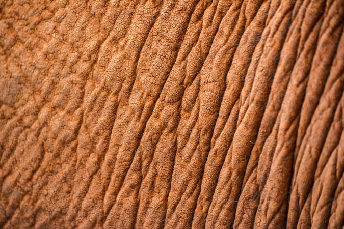 Elephant skin texture