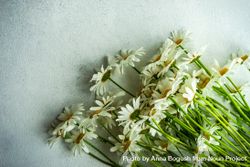 Daisy flowers scattered on counter 41lmNN