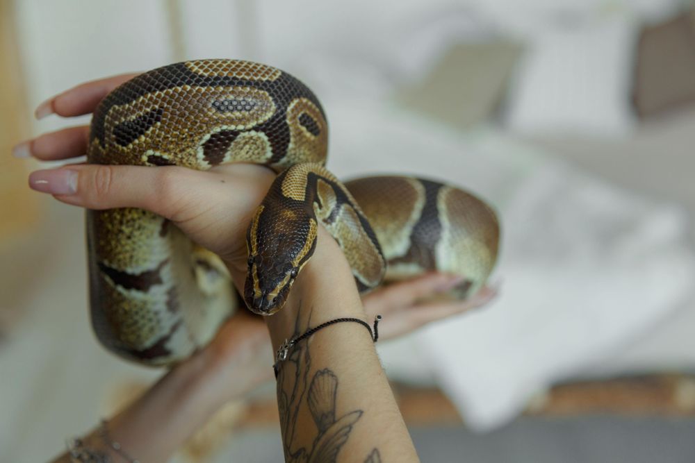 Woman holding a snake indoor