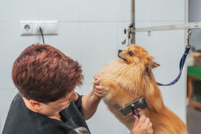 Woman drying dog in grooming salon