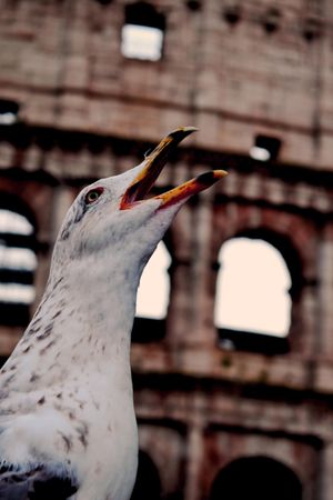 Caspian opening mouth near building