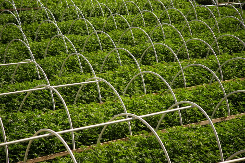 Rows of cannabis in a farm
