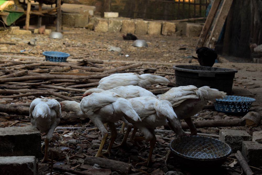 Flock of chickens eating and drinking from bowls outside