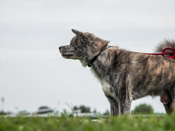 Beautiful dogs at an outdoor dog show.