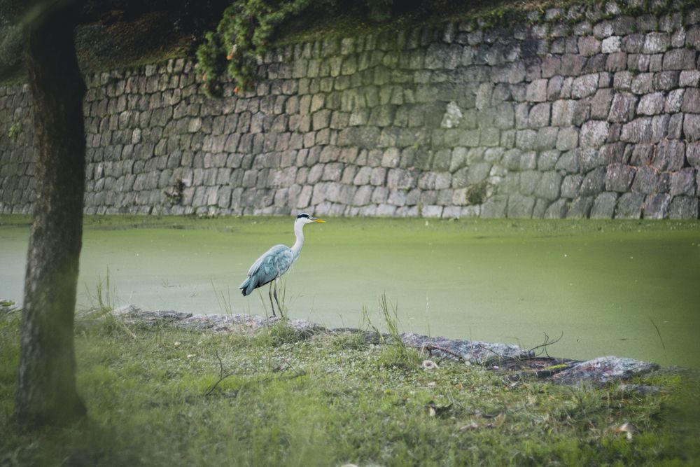 Crane by the river