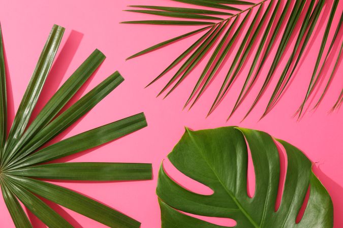 Different palm leaves on pink background, top view