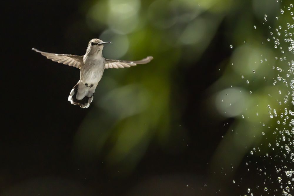 Hummingbird in Flight