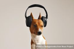 Dog in headphones 48L9Z4