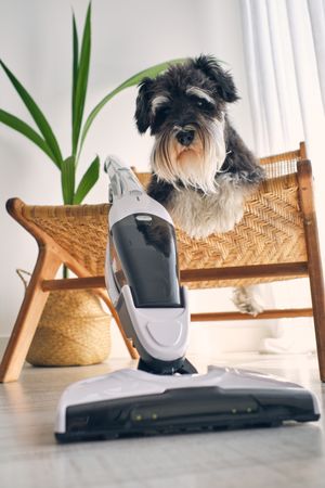 Cute dog resting on wicker chair near upright vacuum cleaner