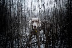 Gray dog in brown field
