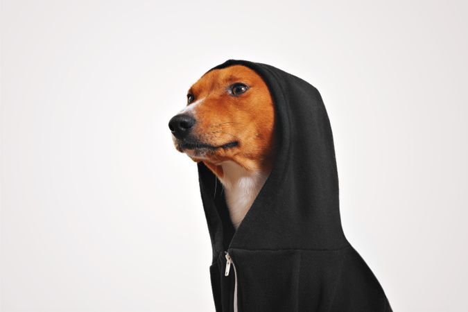 Dog with hood over ears