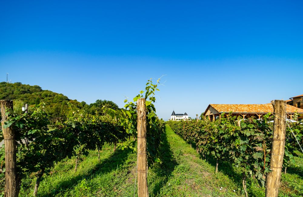 The vineyard in Lopota on clear day