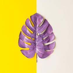 Purple painted tropical leaf on bright background