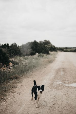Cute dog walking on dirty road in nature