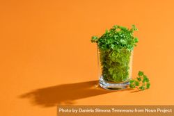 Parsley greens in a glass 4mD2X5