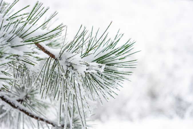 Winter snowy landscape