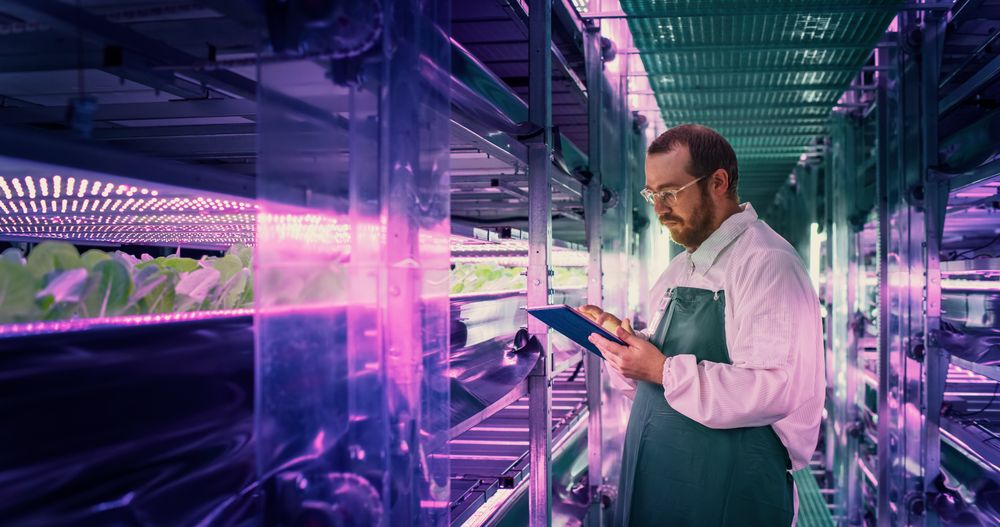 Agricultural Scientist Standing in a Corridor in a Vertical Farm Facility Next to Rack with Freshly Grown Plants. Hydroponics Technician Using Tablet Computer, Studying and Cultivating Crops