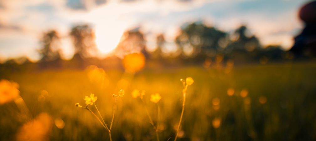 Delicate yellow flowers in a field at dusk with blurred background