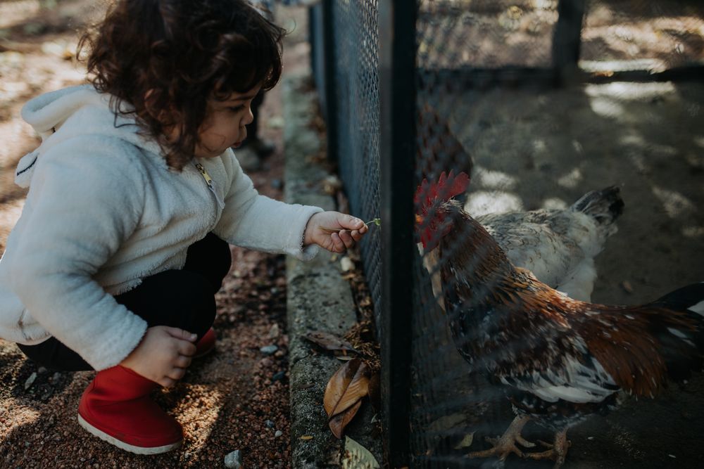 Young girl feeding a caged rooster outside
