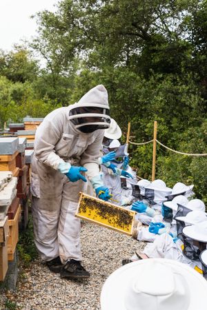 Beekeeper showing honeycomb to group of kids in apiary