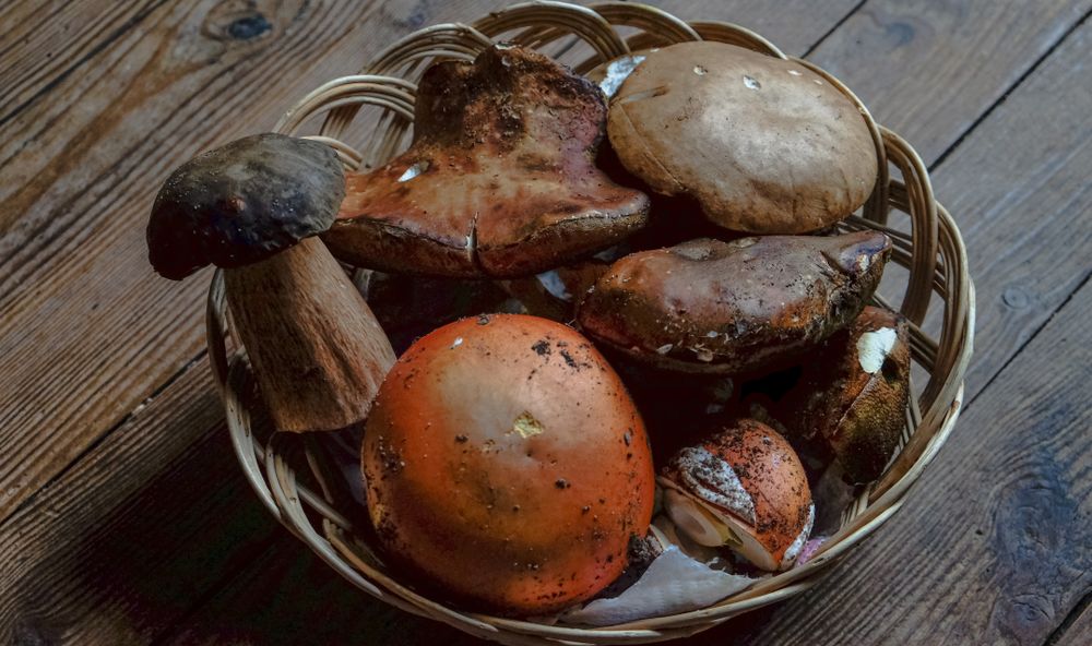 Bowl of foraged mushrooms on wooden table