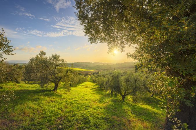 Maremma countryside panorama and olive trees, Casale Marittimo, Pisa, Tuscany, Italy