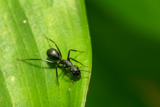 A beautiful ant perched on a green leaf at a park in Mumbai, India