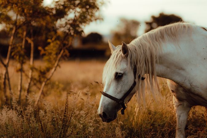 Horse grazing in meadow near tree