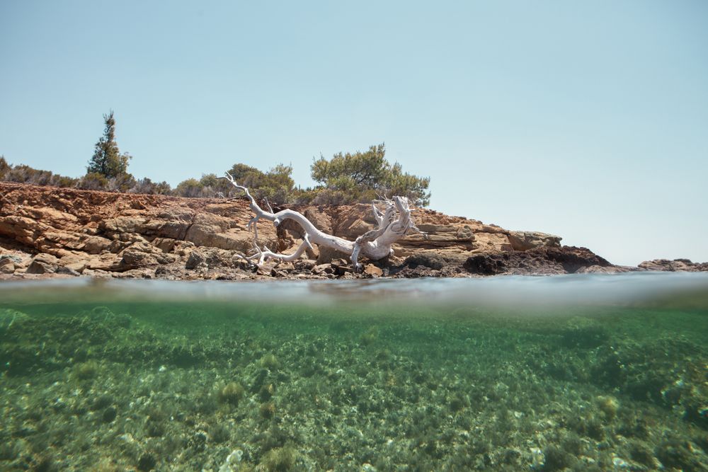 wood snag on seaside with clear crystal water