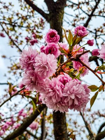 Cherry blossoms on a tree in spring