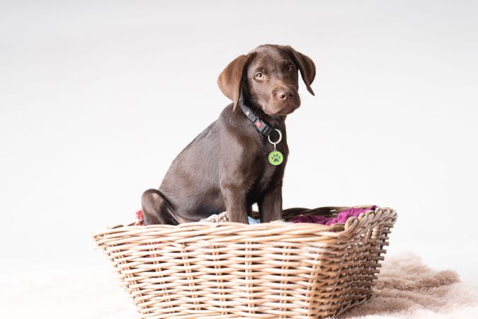 Labrador in basket in studio shoot
