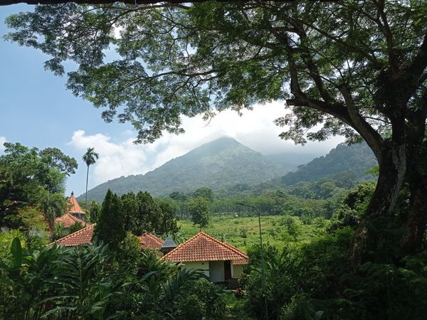 Trees and plants growing on mountain against sky