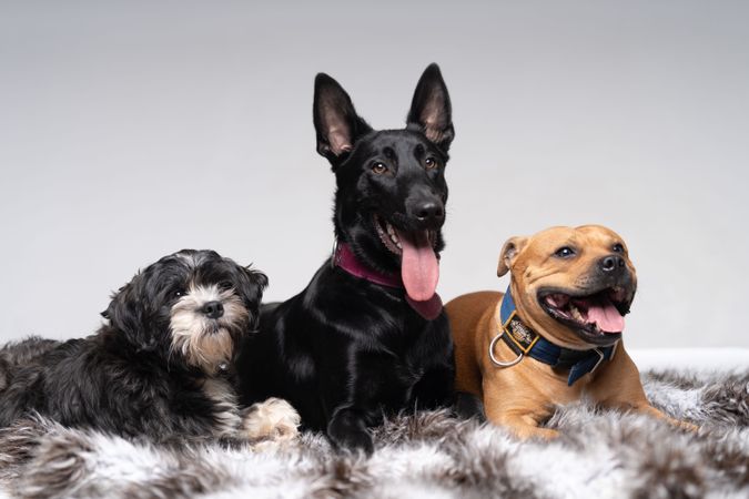 Three different breeds of dogs posing on grey rug